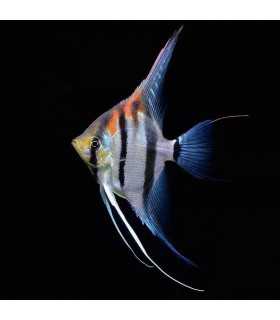 ESCALAR MANACAPURU RED BACK