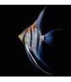 ESCALAR MANACAPURU RED BACK 3,5 cm
