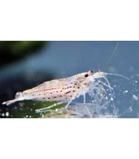 GAMBA JAPONICA
