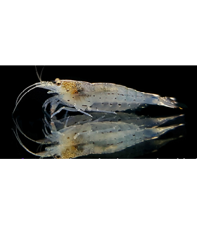 GAMBA JAPONICA