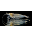 GAMBA JAPONICA