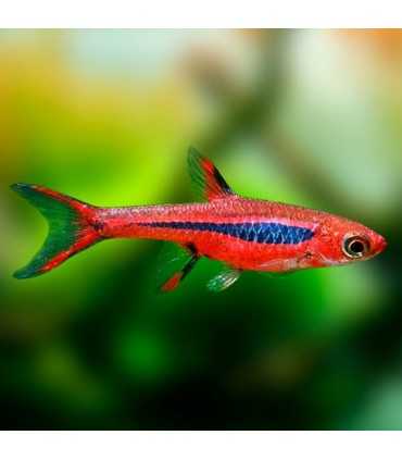 RASBORA MOSQUITO