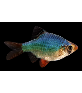 BARBO TETRAZONA GREEN