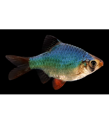 BARBO TETRAZONA GREEN