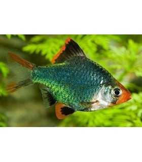 BARBO TETRAZONA GREEN