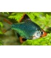 BARBO TETRAZONA GREEN