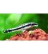 OTOCINCLUS AFFINIS
