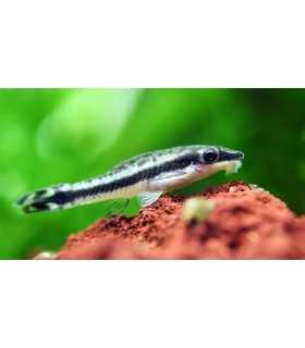 OTOCINCLUS AFFINIS