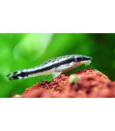 OTOCINCLUS AFFINIS