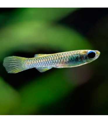 PEZ OJO DE LINTERNA - APLOCHEILICHTHYS NORMANI