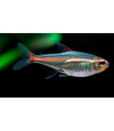 TETRA LUMINOSO 2,5 CM