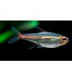 TETRA LUMINOSO 2,5 CM