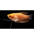 GURAMI GOLD 4 cm