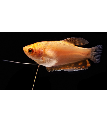 GURAMI GOLD 4 cm