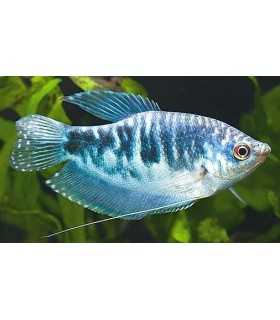 GURAMI COSBY 4 cm