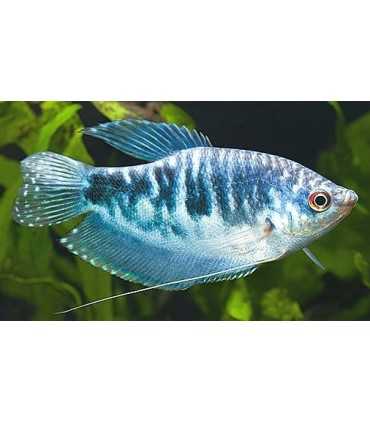 GURAMI COSBY 4 cm