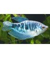 GURAMI COSBY 4 cm