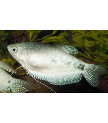 GURAMI silver 4 cm