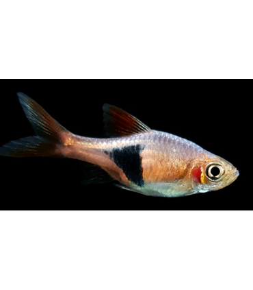 RASBORA ARLEQUIN 2 CM