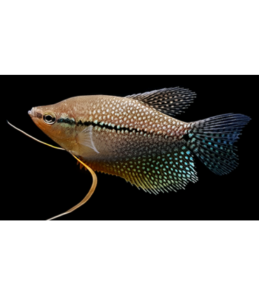 GURAMI PERLA 4 cm