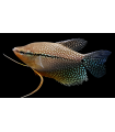 GURAMI PERLA 4 cm