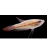 GURAMI PIGMEO 2 cm