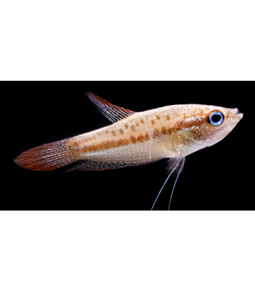 GURAMI PIGMEO 2 cm