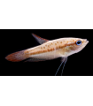 GURAMI PIGMEO 2 cm