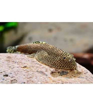 PLECOSTOMUS DE BORNEO PUNCTATUS