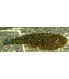 PLECOSTOMUS DE BORNEO PUNCTATUS