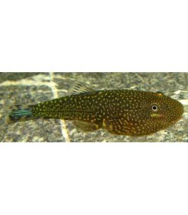 PLECOSTOMUS DE BORNEO PUNCTATUS