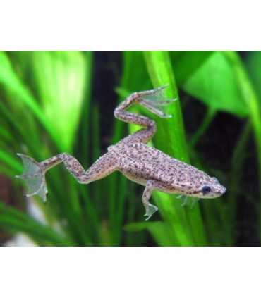 HYMENOCHIRUS sp. (rana de uña africana)