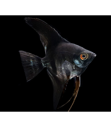 ESCALAR BLACK 3.5 CM