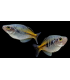 MELANOTAENIA BOESEMANI