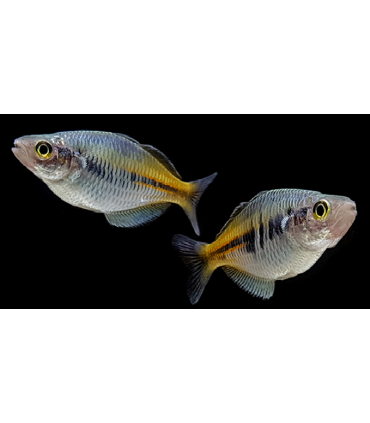 MELANOTAENIA BOESEMANI