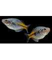 MELANOTAENIA BOESEMANI