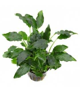 SCHISMATOGLOTTIS PRIETOI