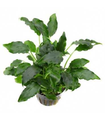 SCHISMATOGLOTTIS PRIETOI