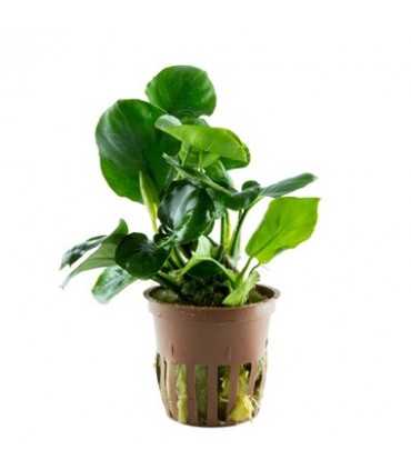 ANUBIA BARTERI 'COIN LEAF'