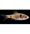 BARBO ODESSA