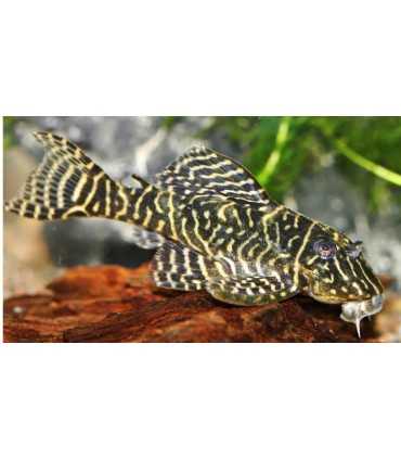 HYPANCISTRUS SP. L340 4 cm