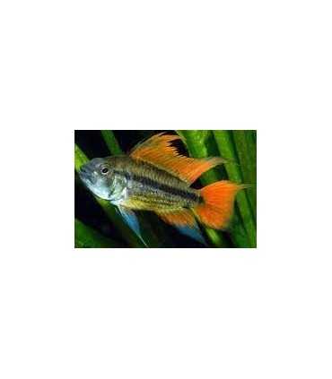 APISTOGRAMA CACATUOIDES DOBLE ORANGE XL