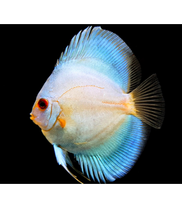 DISCO BLUE DIAMOND 5CM