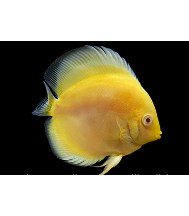 DISCO MARLBORO YELLOW 6-7CM