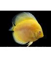 DISCO MARLBORO YELLOW 6-7CM