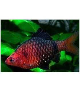 BARBO RUBI (UND)