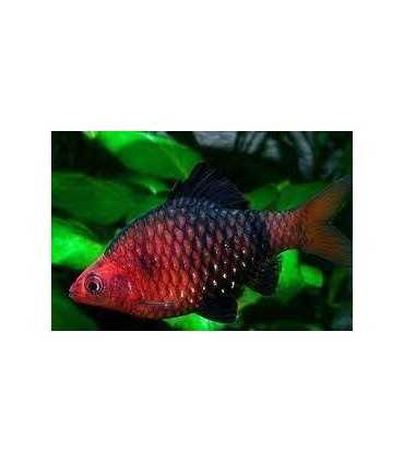 BARBO RUBI (UND)