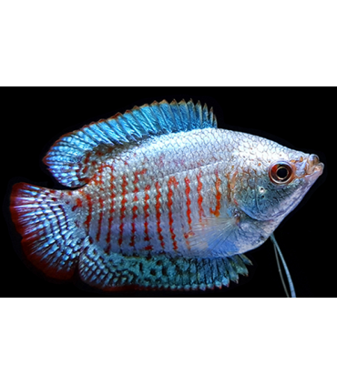 COLISA LALIA AZUL