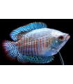 COLISA LALIA AZUL
