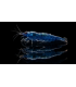 GAMBA NEOCARIDINA BLUE DIAMOND (10 UND)